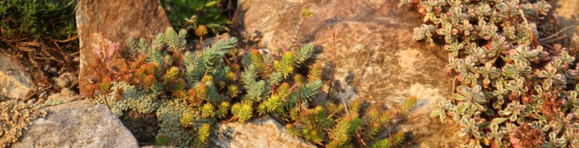 ukázky skalek v našem areálu