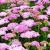 Achillea Appleblossom