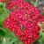 Achillea Red Velvet