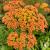 Achillea Terracotta