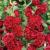 Alcea rosea Double scarlet