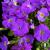 Aubrieta gracilis Kitte Blue