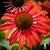 Echinacea Julia