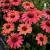 Echinacea Meditation Cerise