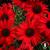Echinacea Red pearl