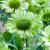 Echinacea hybrida Green Jewel