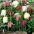 Fritillaria meleagris mixture