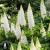 Lupinus Polyphillus Legendary White shades