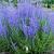 Perovskia atriplicifolia Lacey Blue