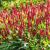 Persicaria amplexicaulis JS Seven Oaks Village