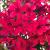Phlox paniculata Early Red