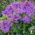 Phlox paniculata Flame Pro Purple
