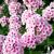 Phlox paniculata Flame Pro Soft Pink