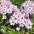 Phlox paniculata Flame White Eye