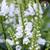 Physostegia virginiana Crystal Peak White